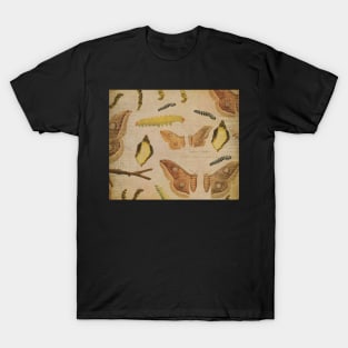 Vintage moth caterpillar design. T-Shirt